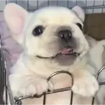 ▛▞⃞⵿፝͡🐶ᩙ᷒ᰰ꯭ᩡᩡ Pibbles ©️nani