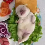 ▛▞⃞⵿፝͡🐶ᩙ᷒ᰰ꯭ᩡᩡ Pibbles ©️nani