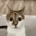 😸 GATOS | FUNNY 😹