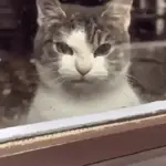 😸 GATOS | FUNNY 😹