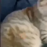 😸 GATOS | FUNNY 😹