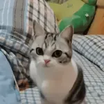 😸 GATOS | FUNNY 😹