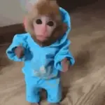 Monitos