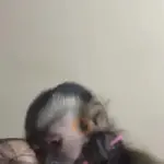 monitos mix 🐵🐵