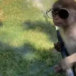 monitos mix 🐵🐵