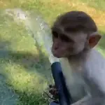 monitos mix 🐵🐵