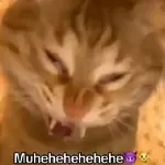 Random Gifs xd