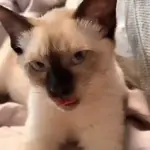 Random Gifs xd