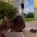 Random Gifs xd