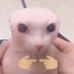 Gato pelao
