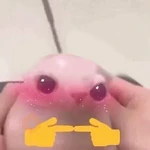 Gato pelao