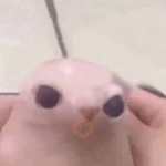 Gato pelao