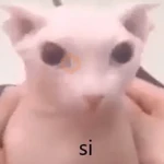 Gato pelao