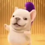 Pibble Dance🐶