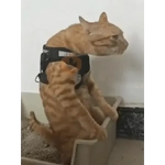 Animated Meme (2)