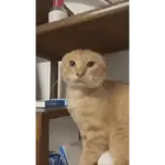 Animated Meme (2)