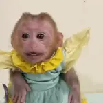 monkey/monitos🐒