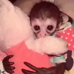 monkey/monitos🐒