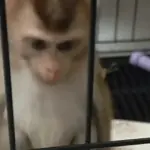 monkey/monitos🐒