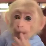 monkey/monitos🐒
