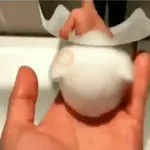gatos de todo tipo