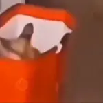 gatos de todo tipo