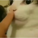 gatos de todo tipo