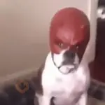 random meme
