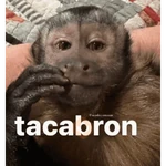 Monitos