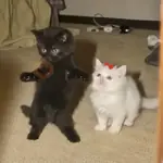 Gatos bailando 🐱🐾 TIKTOK 📲