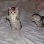 Gatos bailando 🐱🐾 TIKTOK 📲