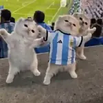 Gatos bailando 🐱🐾 TIKTOK 📲