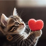 gatinho amor