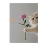 gatinho amor