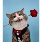 gatinho amor