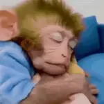 Funny Monitos 🐒✨♥️