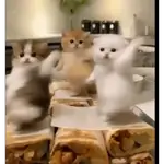 Animalitos bailando🐶🐱💗