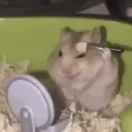 Hamster ✨🔥 TIKTOK 📲