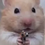 Hamster ✨🔥 TIKTOK 📲