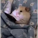 Hamster ✨🔥 TIKTOK 📲