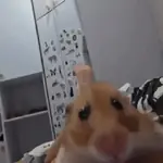 Hamster ✨🔥 TIKTOK 📲