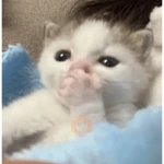 uwu