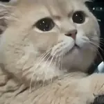Gatos Tiernos Reacciones 😺😜