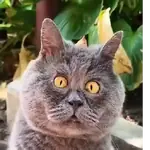 Gatos Tiernos Reacciones 😺😜