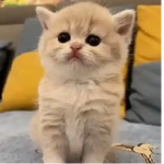 Gatos Tiernos Reacciones 😺😜