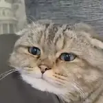 Gatos Tiernos Reacciones 😺😜