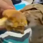 gatos animados