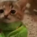 gatos animados
