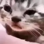 gatos animados