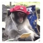 🐒 Monitos 🐒